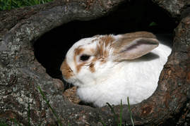 Picture of rabbit in hollow log