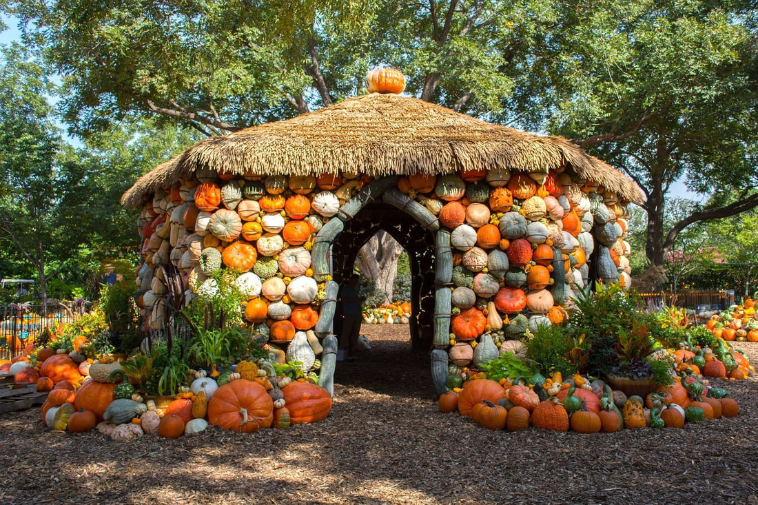 Photo of small building covered in pumpkins, squash and gourds