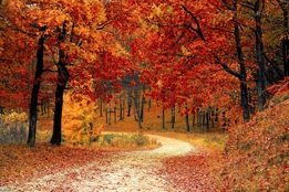 Picture of red and orange leaves on trees by road