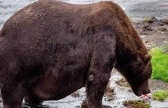 Brown bear with large stomach