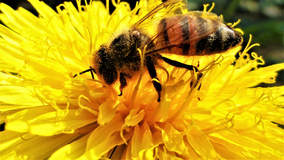 Picture of honey bee on yellow flower.