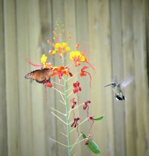 Picture of butterfly & hummingbird on same plant.