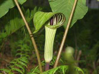 Picture of Jack-in-the-Pulpit plant