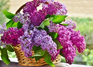 Picture of wicker basket holding two shades of cut lilacs