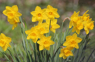 Cluster of yellow daffodils 