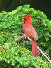 Picture of red cardinal on spruce branch