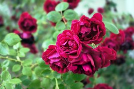 Picture of red roses on bush