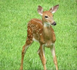 Phote of spotted fawn on grass