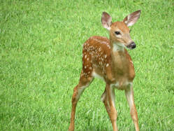 Picture of fawn on grass